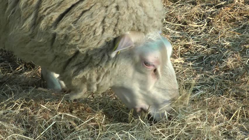 Sheep (ovis orientalis aries)