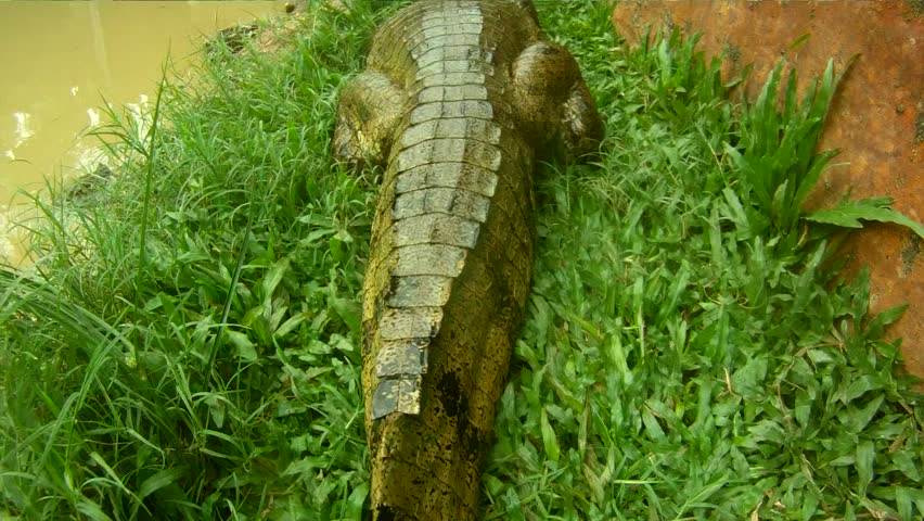 Crocodile, South-America