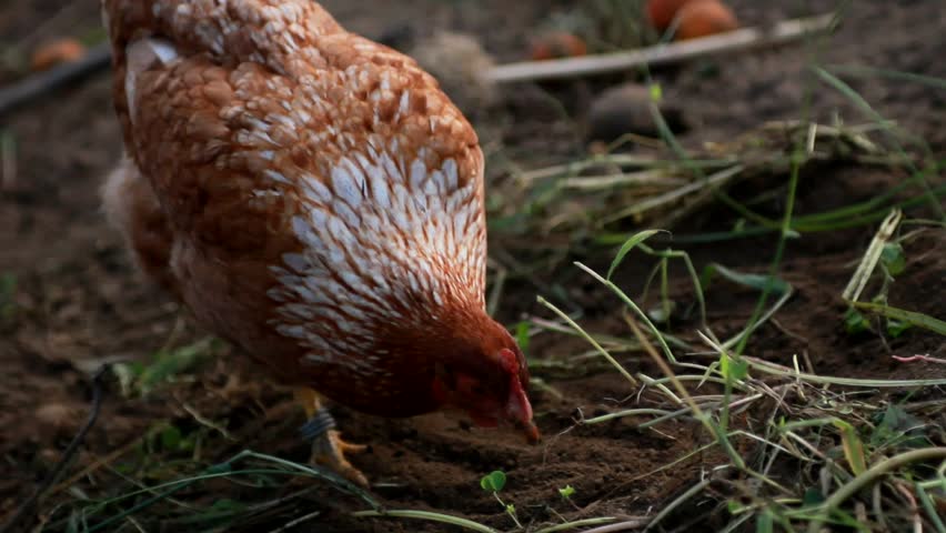 Organic grown chickens looking for food
