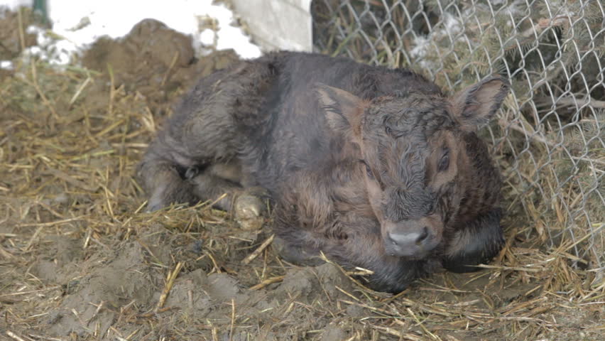 Newborn Black Angus calf stands up for the first time after birth. Cold winter morning. Mother cow calls and comes over to help and lick the youth. 