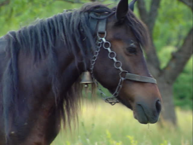 Tied horse grazing grass. 