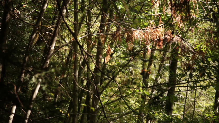 Thick Grove of Thin Trees