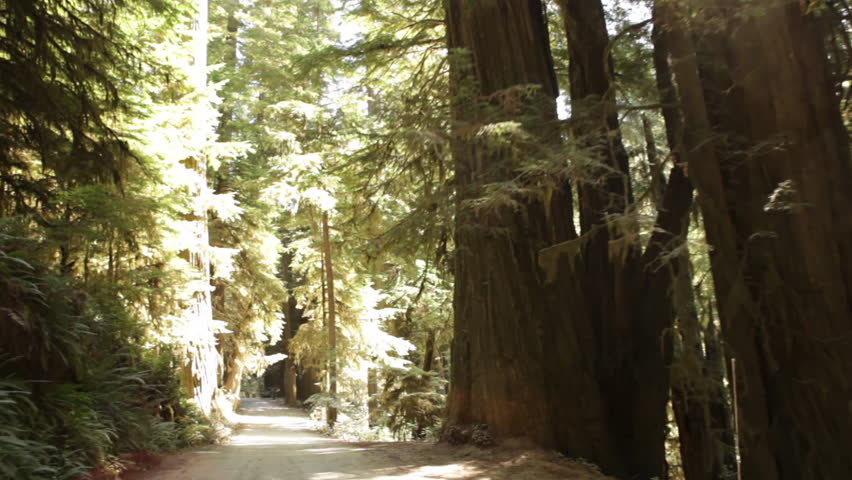 Dirt road in pine forest