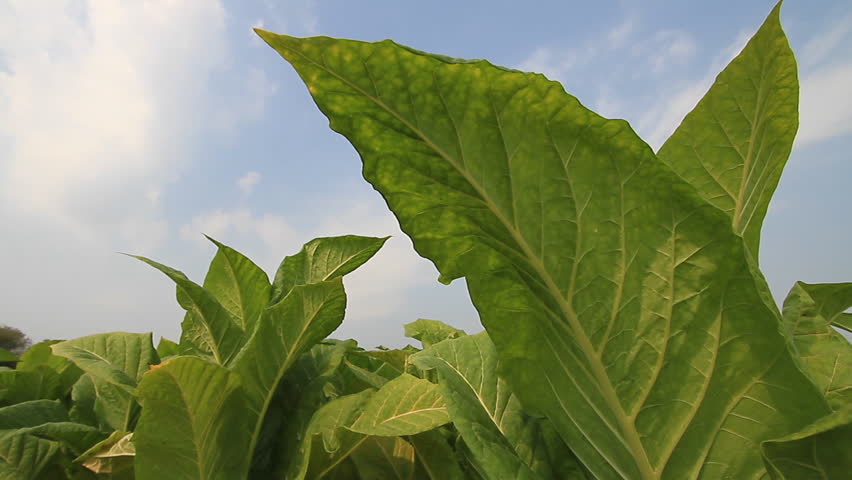Tobacco farm