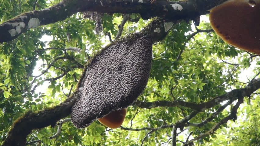 Beehive at tree