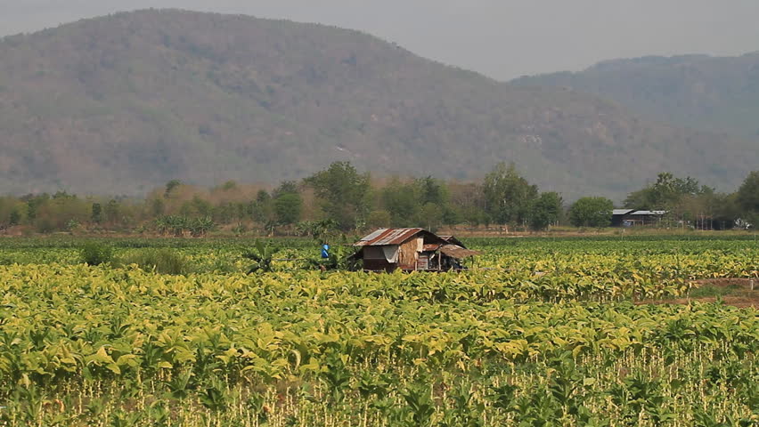 Tobacco farm.