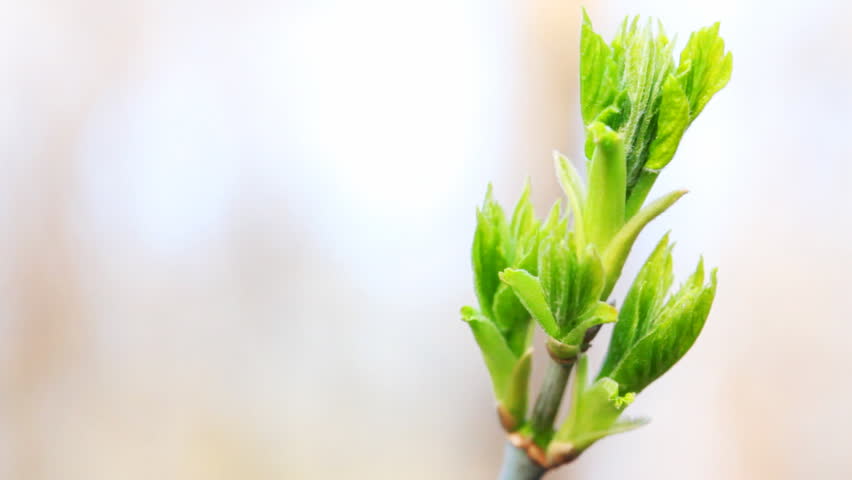 leaves begin to blossom on branch of tree in spring, close-up