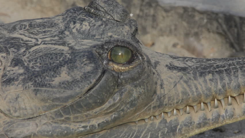 Gharial