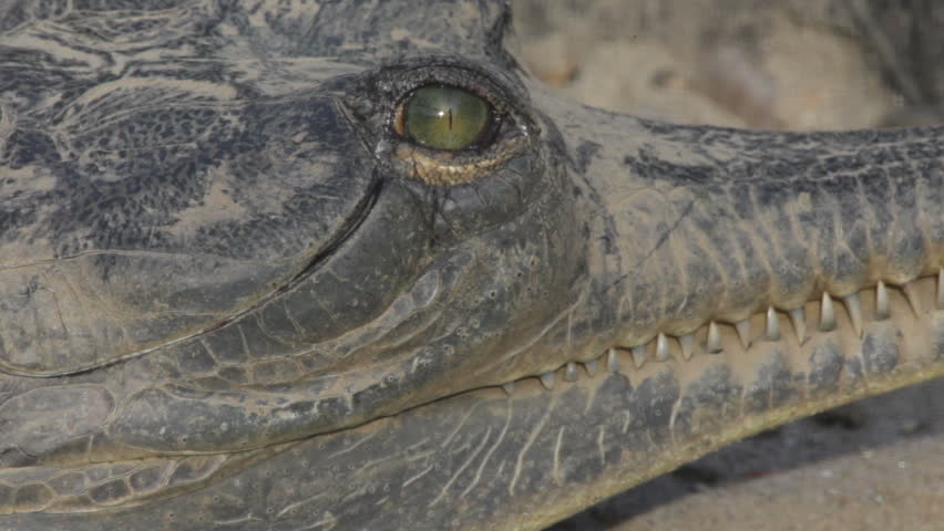 Gharial