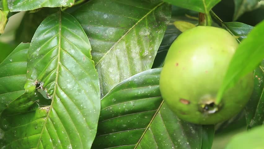 huge tarantula emerging from underneath the leafs of a pomelo tree