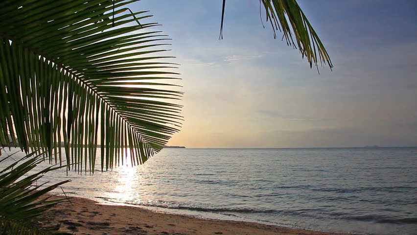 Palm leaf and sunset