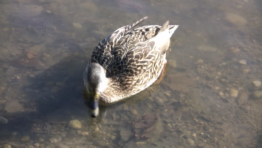 A hungry female mallard duck is searching for food in the water. (High Definition)