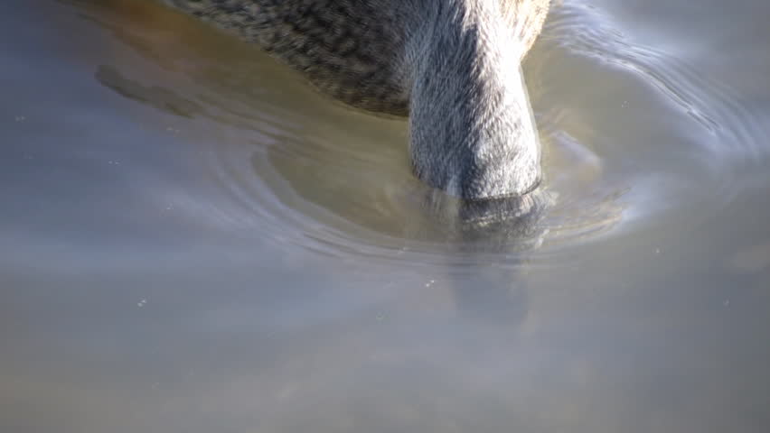 A hungry female mallard duck is searching for food in the water. (High Definition)