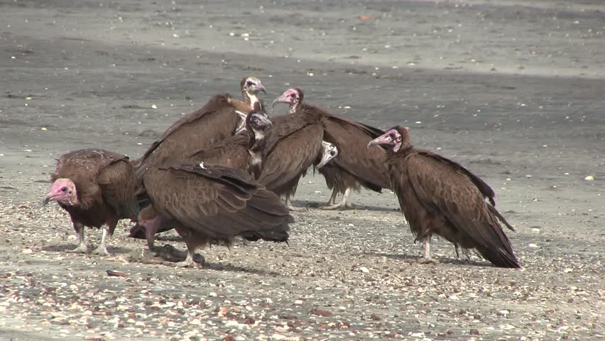 Lappet-faced Vultures savaging for food in The Gambia, West Africa.