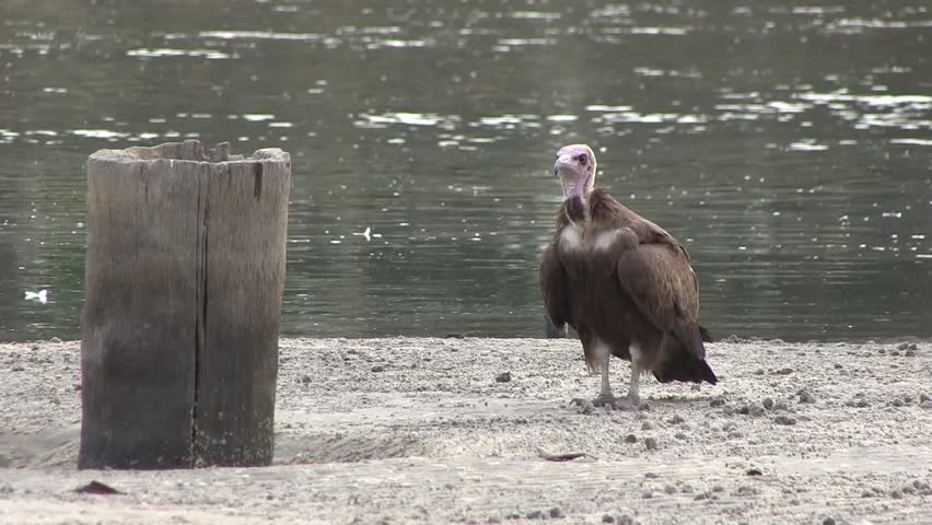 Lappet-faced Vulture savaging for food in The Gambia, West Africa.