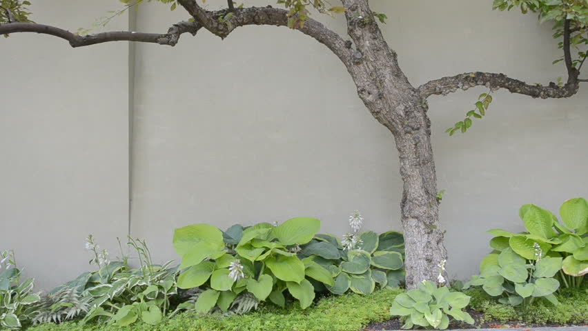 Tan wall with tree and greenery blowing in light wind.  Negative space.