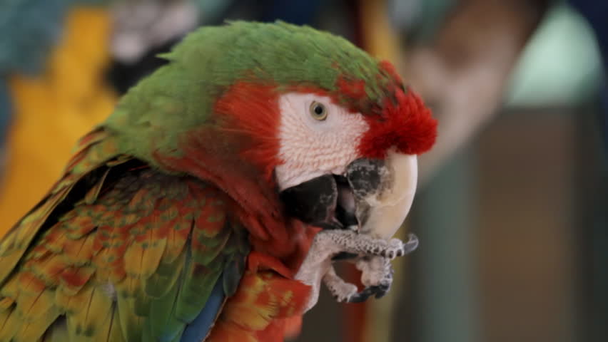 Hybrid Macaw Chewing (HD). Hybrid Macaw, munching a small toy peg. 