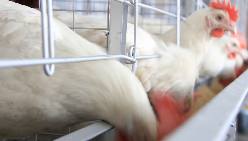 Chickens in a poultry farm
