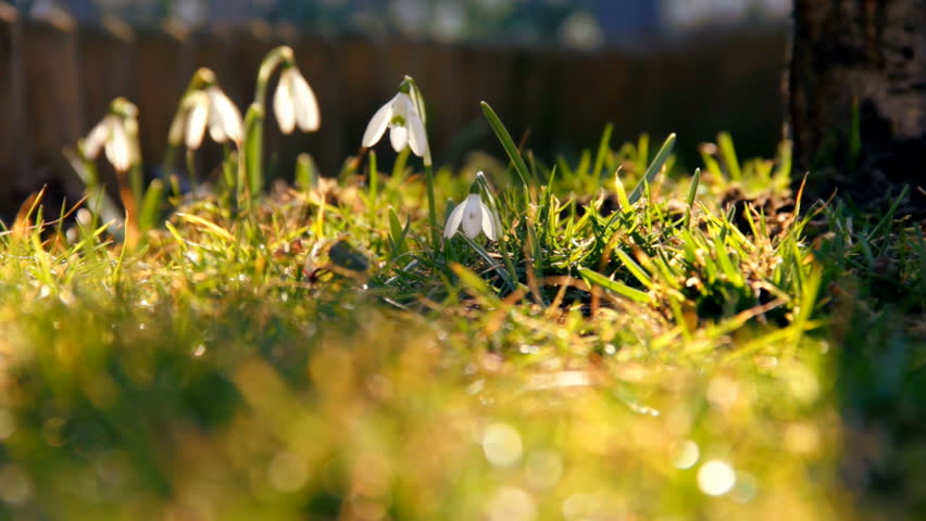 First spring snowdrops from fresh soil. Sunny day. . HD1080p. Dolly shoot. 