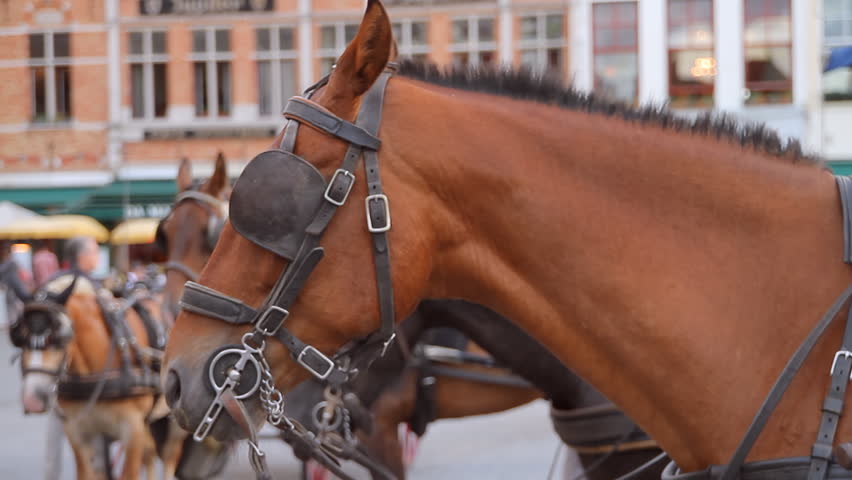 Carriage Horse Close Up in Brugge (HD). Carriage horse close up in Brugge Belgium, shot at F2.8 and 50mm to blur the background. All people and signs are unrecognizable