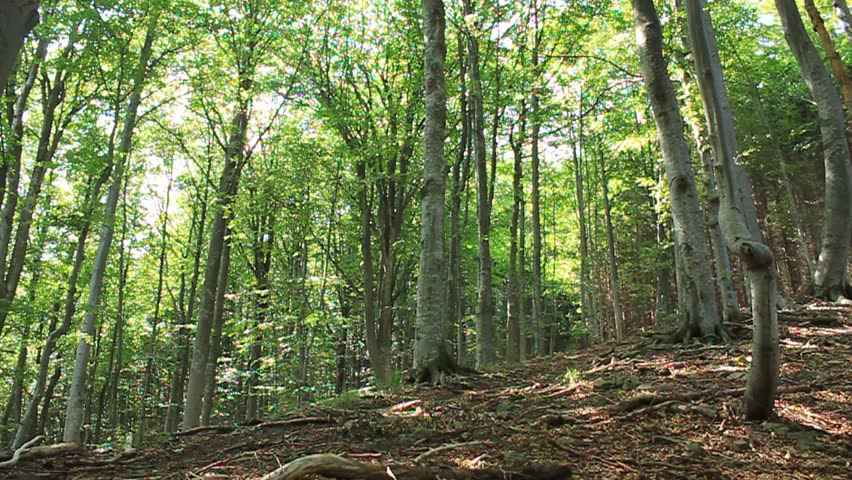 Hiker in forest