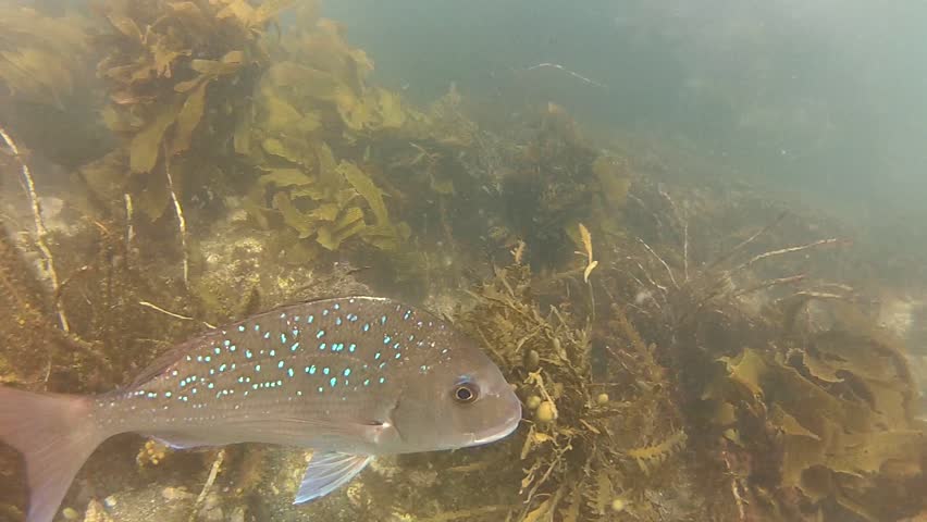 Big Snapper fish looking straight into the camera twice at marine reserve Goat Island in New Zealand