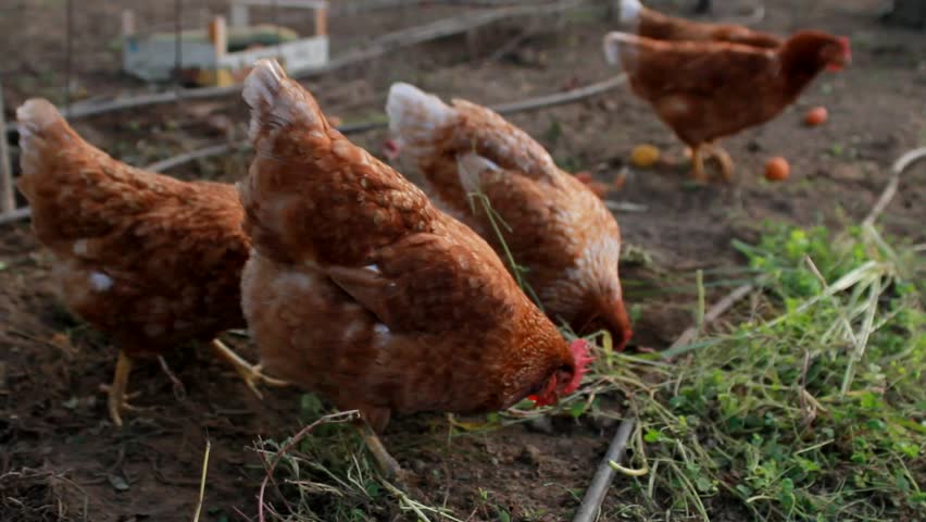 Organic grown chickens looking for food
