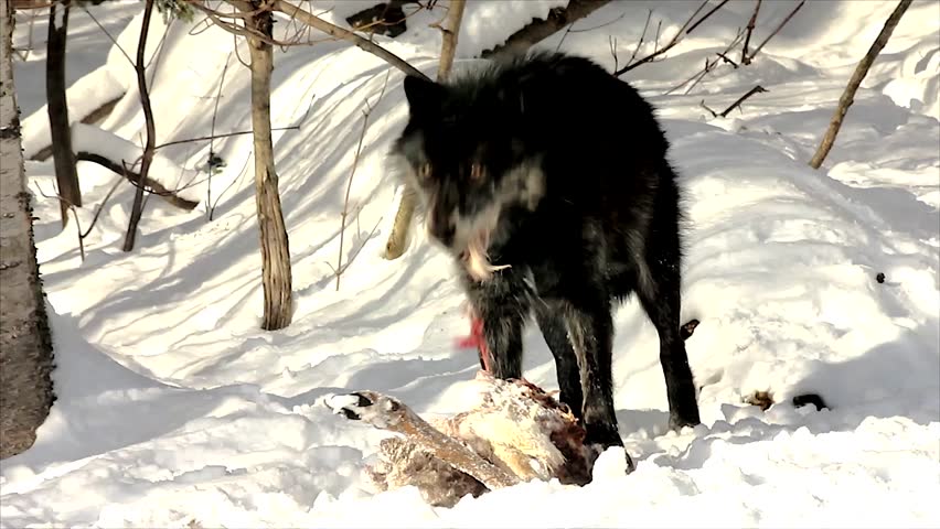 A Wild Gray Wolf Feed on a Deer Carcass (this is a wild pack photographed from a blind)