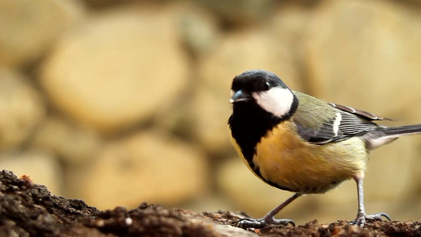 Great tit (parus major) on a branch
