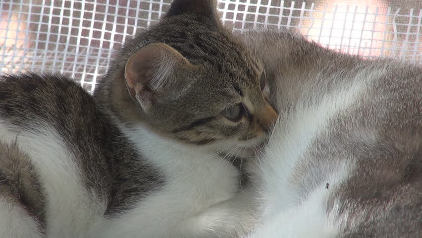 A mother cat feeding her kitten 