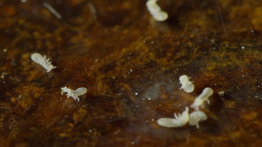 Termite On Resistant Wood (HD). Termites placed on wood treated with termite repellent finish. They can be seen struggling to survive.