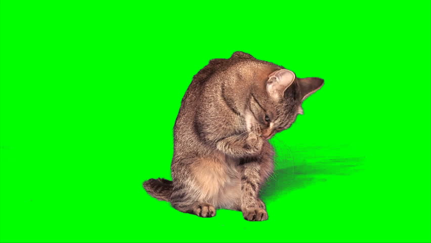 Grey stripy cat washes itself