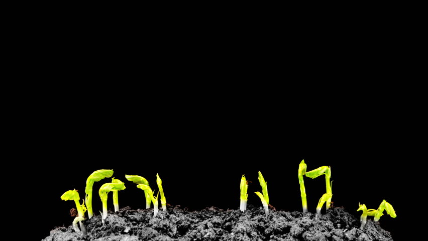 Grows sprouting out of barren ground
