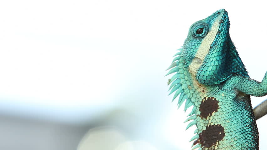 Beautiful tree lizard
