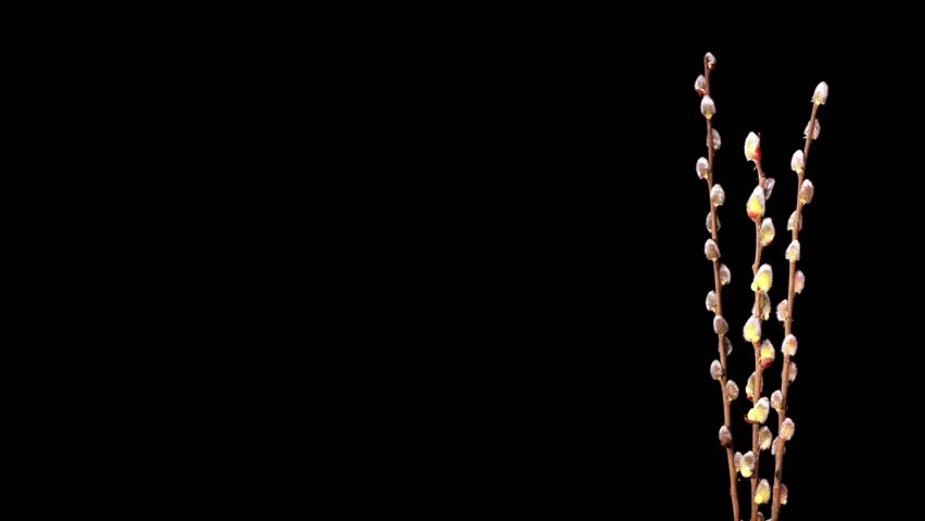 Time-lapse Of Growing Willow Catkins Isolated On Black (Salix L.) 