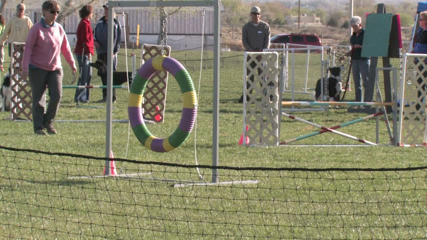 BELEN, NM - APRIL 7: An expert class Border Collie jumps through a hoop in Belen, NM while competing in the April 7, 2012 AKC Agility Trials sponsored by Valencia Valley Kennel Club of New Mexico.