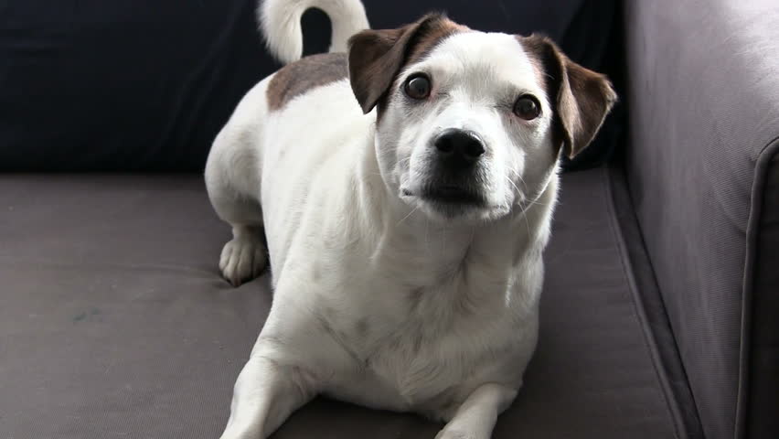 Cute puppy dog on the couch
