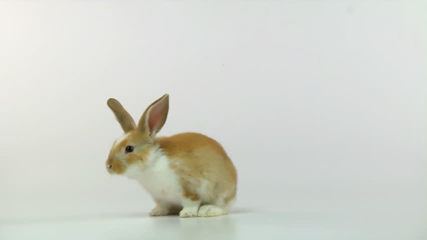 Bunny on a white background hopping around