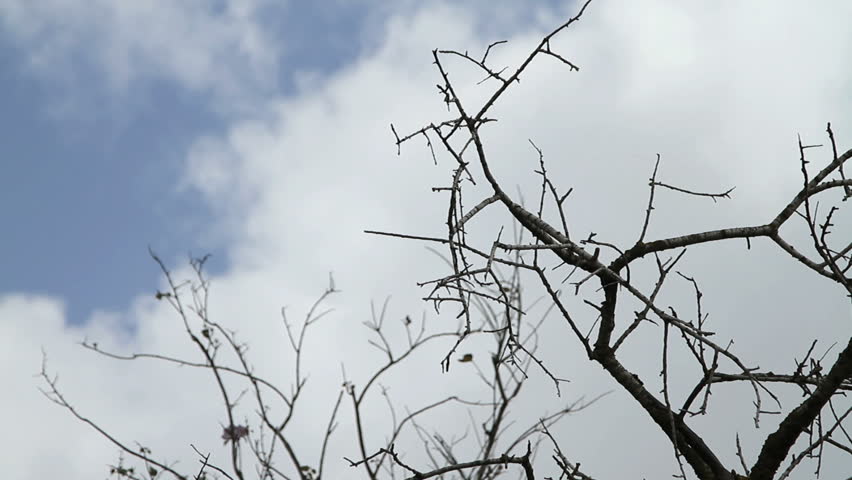 Naked forest tree