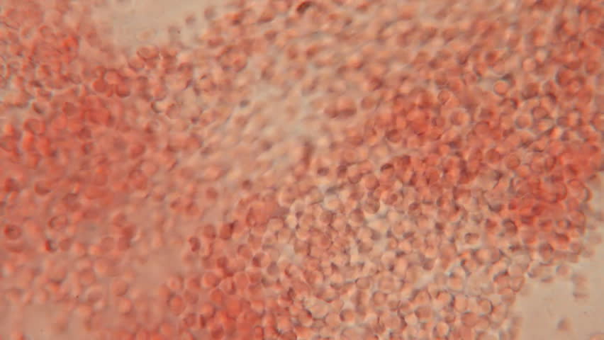 Human Blood Sample (HD). Blood torrent with red blood cells sample at 250x magnification
