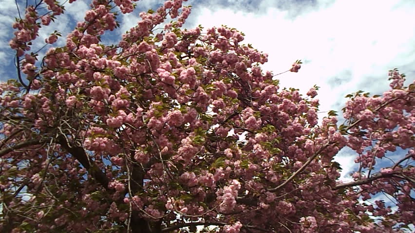 spring magnolia tree 