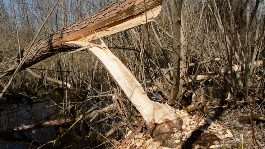 European beaver demolished willow for nutrition