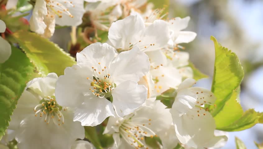 Cherry tree blossom close-up