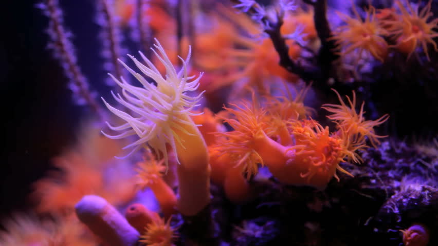 Sea corals