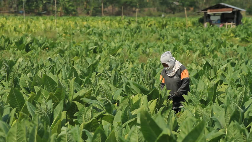 PHETCHABUN, THAILAND - MARCH 10: The injection site for care and maintenance by tobacco farmers before the harvest on March 10,2012 Phetchabun, Thailand.