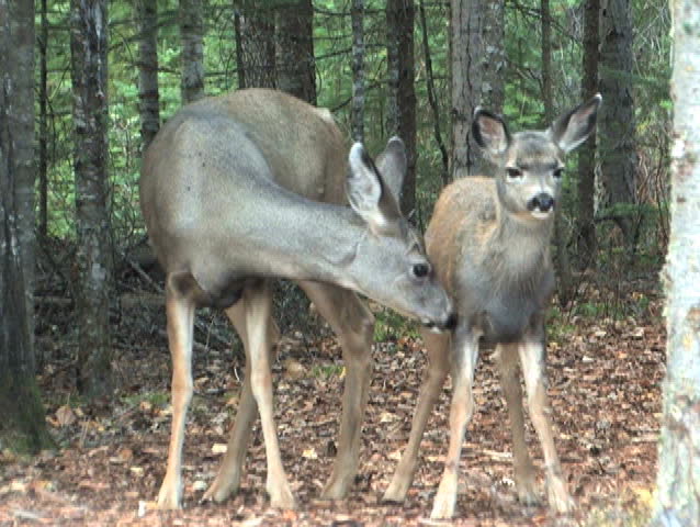 Fawn getting the once over