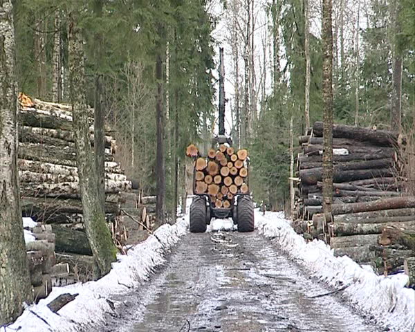 special forest tree logs unload tractor transporting logs from the trailer. timber industry.