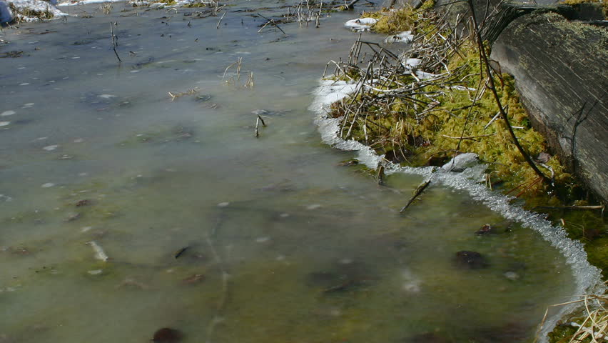 Spring. Snow melts. timelapse 