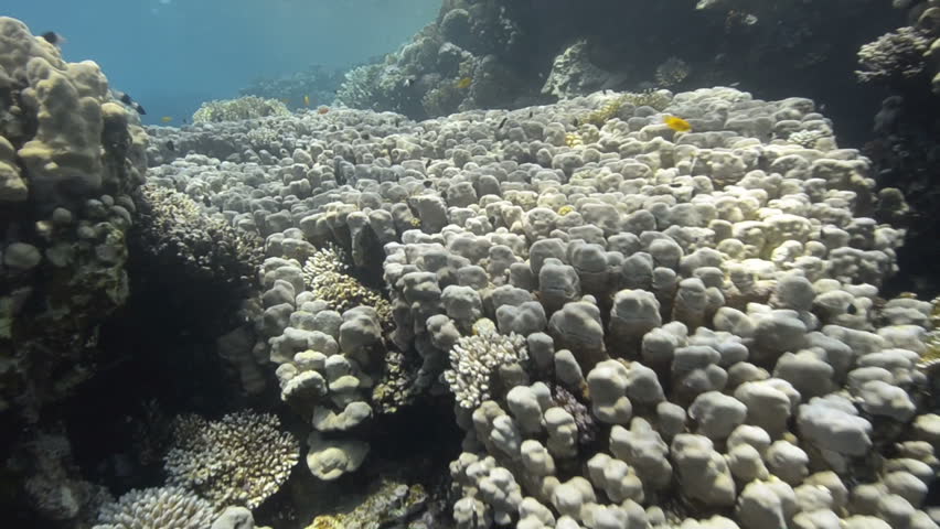 POV of a scuba diver swimming over a Pristine coral reef habitat in shallow tropical water.