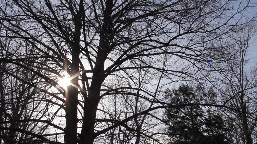 Spring sun through the branches of a bare linden tree.